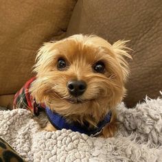 a small brown dog sitting on top of a couch