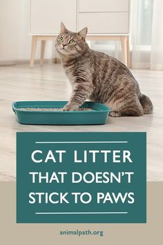 a cat sitting on the floor next to a litter box that says, cat litter that doesn't stick to paws