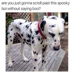 a dalmatian dog with black and white spots on it's face standing on a deck