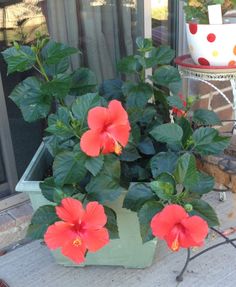 some red flowers are in a green pot