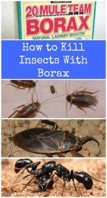 Keep Pests away using Borax - Top 10 Most Creative Household Uses for Borax Uses For Borax, Borax Uses, Kill Roaches, Flea Spray, Natural Pesticides, Ant Killer, Stain Removers, Cleaning Stuff, Bug Killer