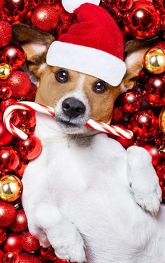 a small dog wearing a santa hat and holding a present