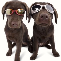 two dogs wearing goggles and sunglasses sitting next to each other