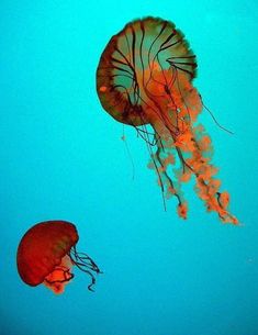 two jellyfish swimming in the ocean together