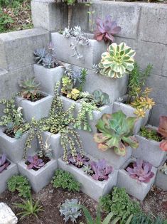 an assortment of succulents and plants in cement containers