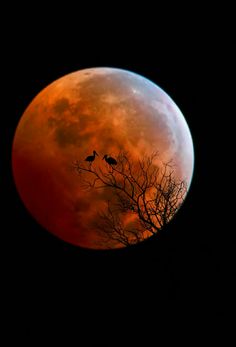 two birds sitting on top of a tree in front of a blood moon