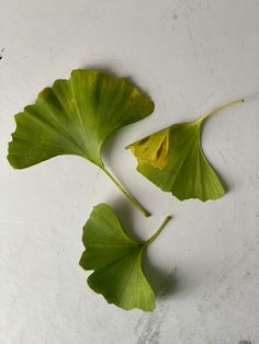 two large green leaves sitting on top of a white surface