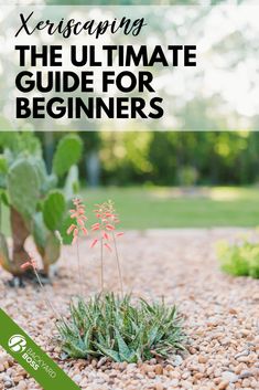 the ultimate guide to landscaping for beginners