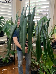 a man standing next to a large green plant in a room filled with potted plants