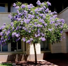 a tree with purple flowers in front of a building