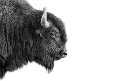 a black and white photo of a bison