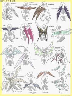 an image of different types of wings and body parts on a white sheet with yellow border