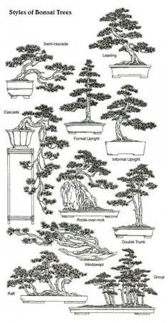 bonsai trees are shown in black and white, as well as the words styles of bonsai trees