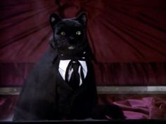 a black cat wearing a suit and tie sitting on top of a bed in front of a red curtain