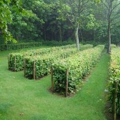 a row of hedges in the middle of a field with trees and bushes behind them