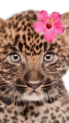 a small leopard cub with a pink flower on its head, looking at the camera