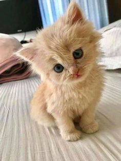 a small kitten sitting on top of a bed