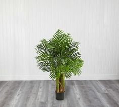 a potted plant sitting on top of a wooden floor next to a white wall