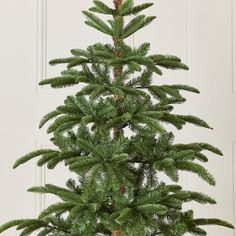 a small pine tree in a pot on a table