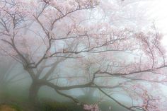 a tree with pink flowers in the fog