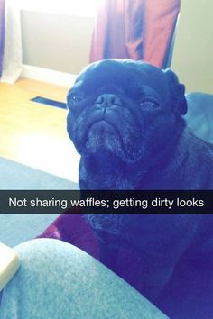 a black pug sitting on top of a blue couch