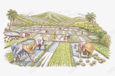 a drawing of people working in a rice field