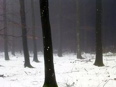 a forest filled with lots of tall trees covered in wintery snow next to each other