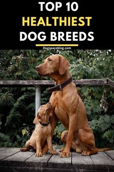 two brown dogs sitting on top of a wooden platform next to trees and bushes with the words top 10 healthist dog breeds