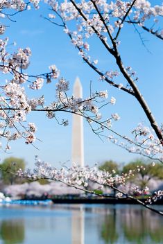 the washington monument and cherry blossoms are reflected in the water