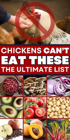 the ultimate guide to chickens can't eat these the ultimate list is out now