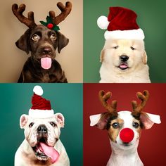 four different dogs wearing christmas hats and reindeer antlers on their heads, all looking at the camera