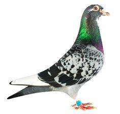 a colorful bird standing on top of a white ground