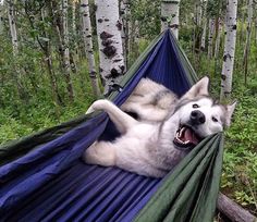 a husky dog laying in a hammock with its mouth open