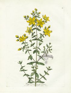 a drawing of a plant with yellow flowers