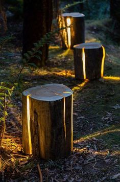 two wooden stumps sitting in the middle of a forest with light shining on them