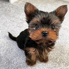 a small brown and black dog sitting on top of a carpet