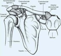 an image of the human shoulder and its parts labeled in this diagram, you can see how it is attached to the neck