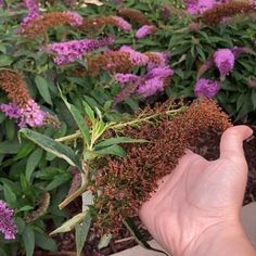 someone is holding out their hand to show the purple flowers in the garden behind them