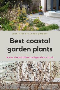 the best coastal garden plants to grow