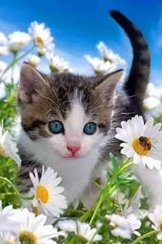 a kitten with blue eyes is in the middle of some daisies and daisies