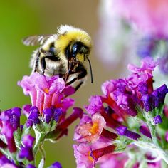 a close up of a bee on some purple flowers