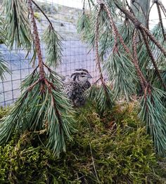 an owl is sitting in the branches of a pine tree, surrounded by green moss