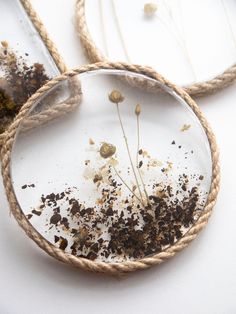 some plants are growing in the dirt under glass domes on a table top with twine and rope