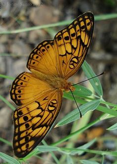 two yellow butterflies sitting on top of green leaves in the grass and looking at each other