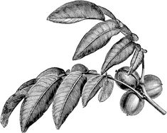 an illustration of some leaves and nuts on a branch with one nut in the middle