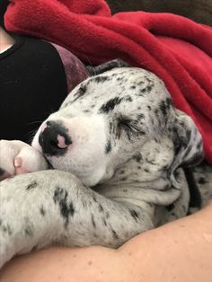 a dalmatian puppy is sleeping on its owner's lap