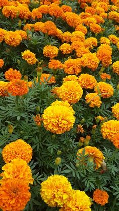 many orange and yellow flowers in a field