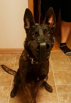 a dog with a muzzle on sitting on the floor