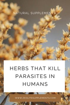 Are you on a quest to cleanse your body naturally? Dive into our comprehensive guide featuring the Top 10 Herbs That Kill Parasites in Humans. These aren’t just any herbs; they’re nature’s powerful allies, ready to help you fight back against unwanted guests like intestinal worms and liver flukes.  From the ancient wisdom of Black Walnut to the potent properties of Garlic, our blog post delves deep into each herb's unique abilities to cleanse and protect your body. Plus, we share the one herbal tincture we swear by for the whole family's health.  Ready for a body cleanse that leans on the earth’s bounty? Click through to learn how these ten powerful herbs can be your first line of defense in maintaining optimal health.  Pin this for a healthy tomorrow! 🌟 Garlic For Parasites, How To Flush Out Parasites, Parasite Cleansing Herbs, Herbs To Kill Parasites, All Natural Parasite Cleanse, Herbs That Kill Parasites, Parasite Cleanse Herbs, Herbs For Parasites, Herbs For Bladder Health