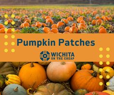 pumpkin patches in the middle of a field with oranges and yellow dots around them